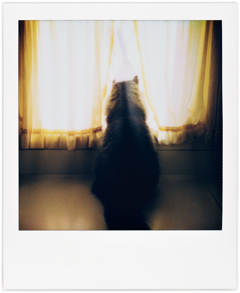 Polaroid snapshot of my longhaired tabby cat Sneaky sitting on the kitchen counter and looking out the window through the yellow curtains.