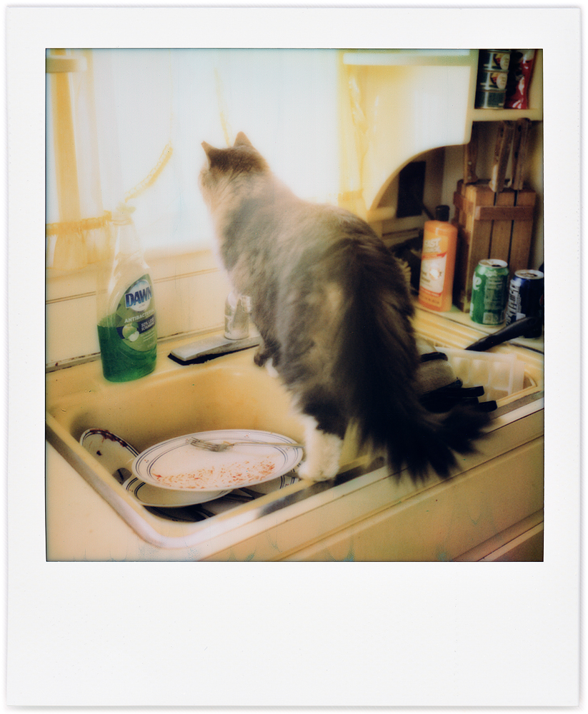Polaroid snapshot of my longhaired tabby cat Sneaky standing on the narrow divider between the two basins of the kitchen sink, looking out the window through the yellow curtains.