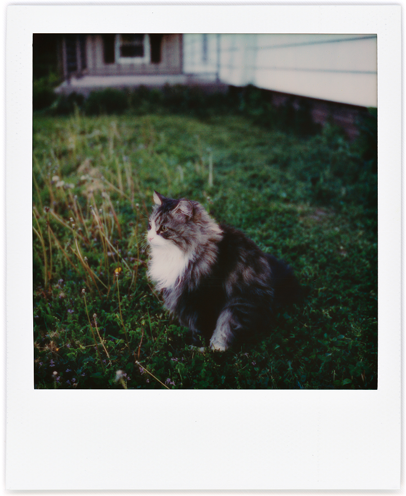Polaroid snapshot of my longhaired cat Sneaky sitting in the yard in the early evening. He is looking to one side.