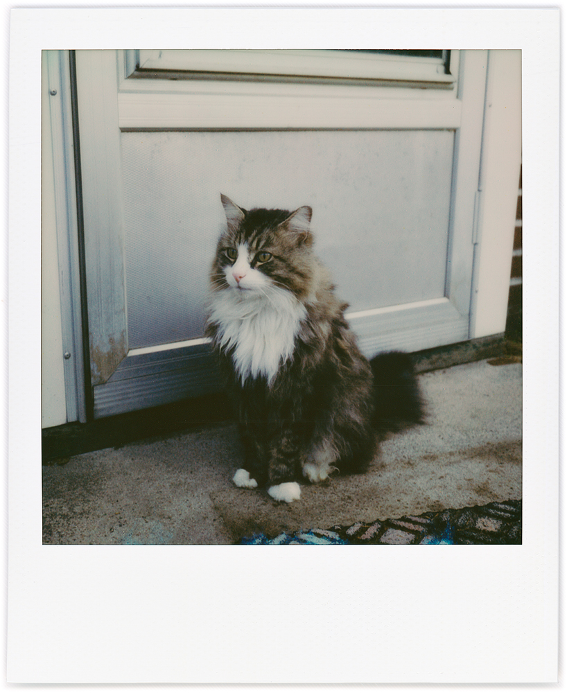 Polaroid snapshot of my longhaired tabby cat Sneaky sitting in front of my back door in the morning.