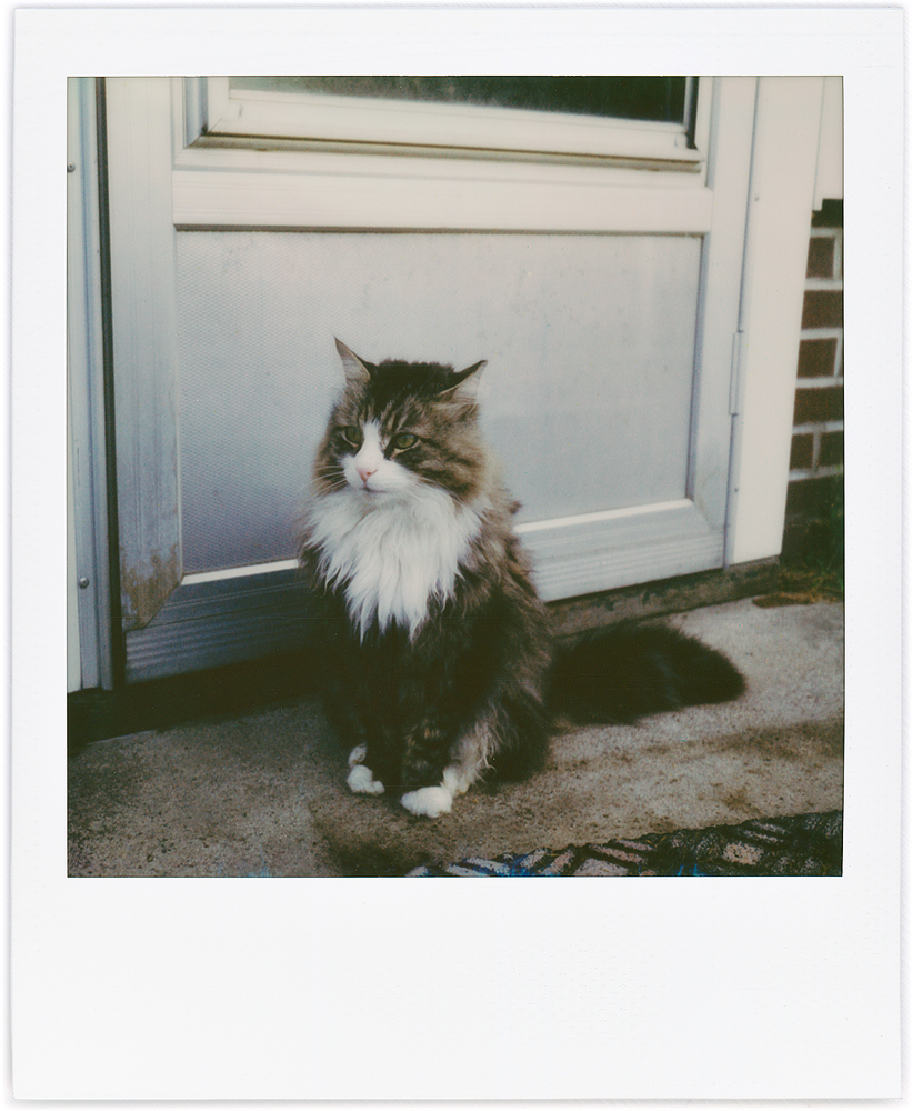Polaroid snapshot of my longhaired tabby cat Sneaky sitting with his ears turned back by my back door in the morning.