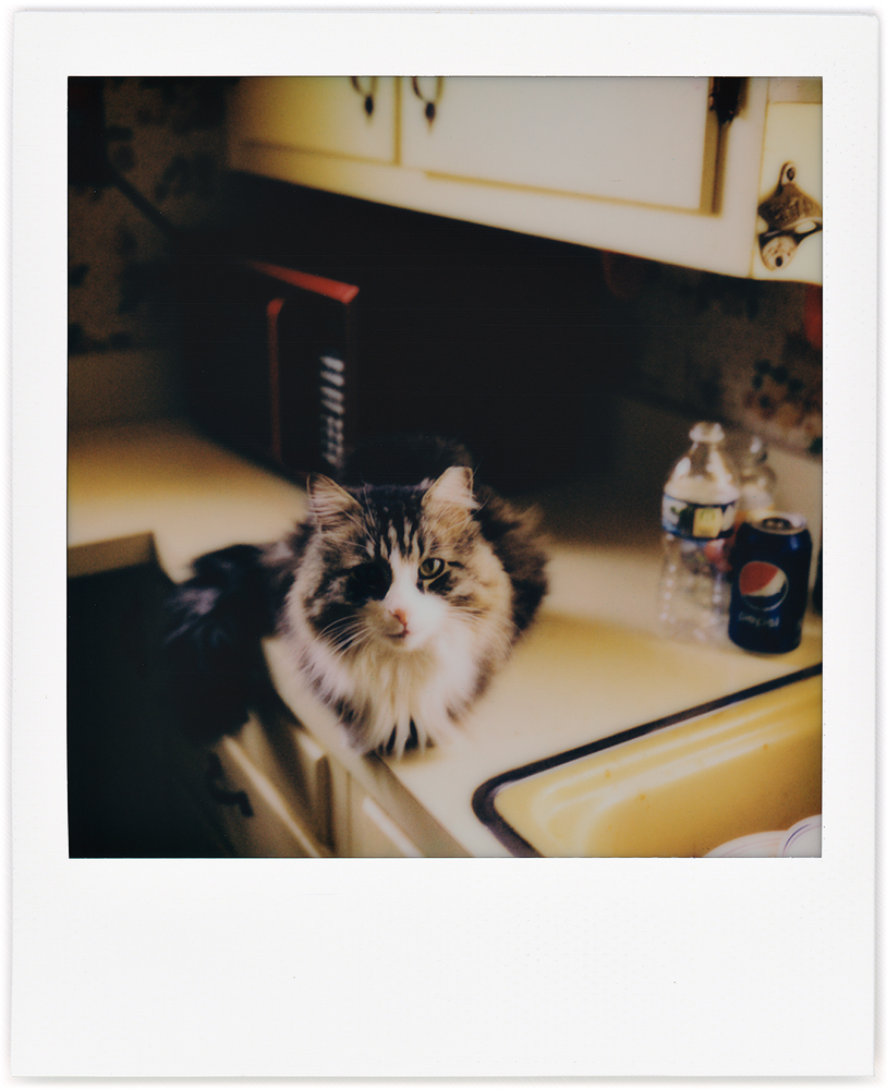 Polaroid snapshot of my longhaired cat Sneaky laying meatloaf style on the kitchen counter while staring at me.