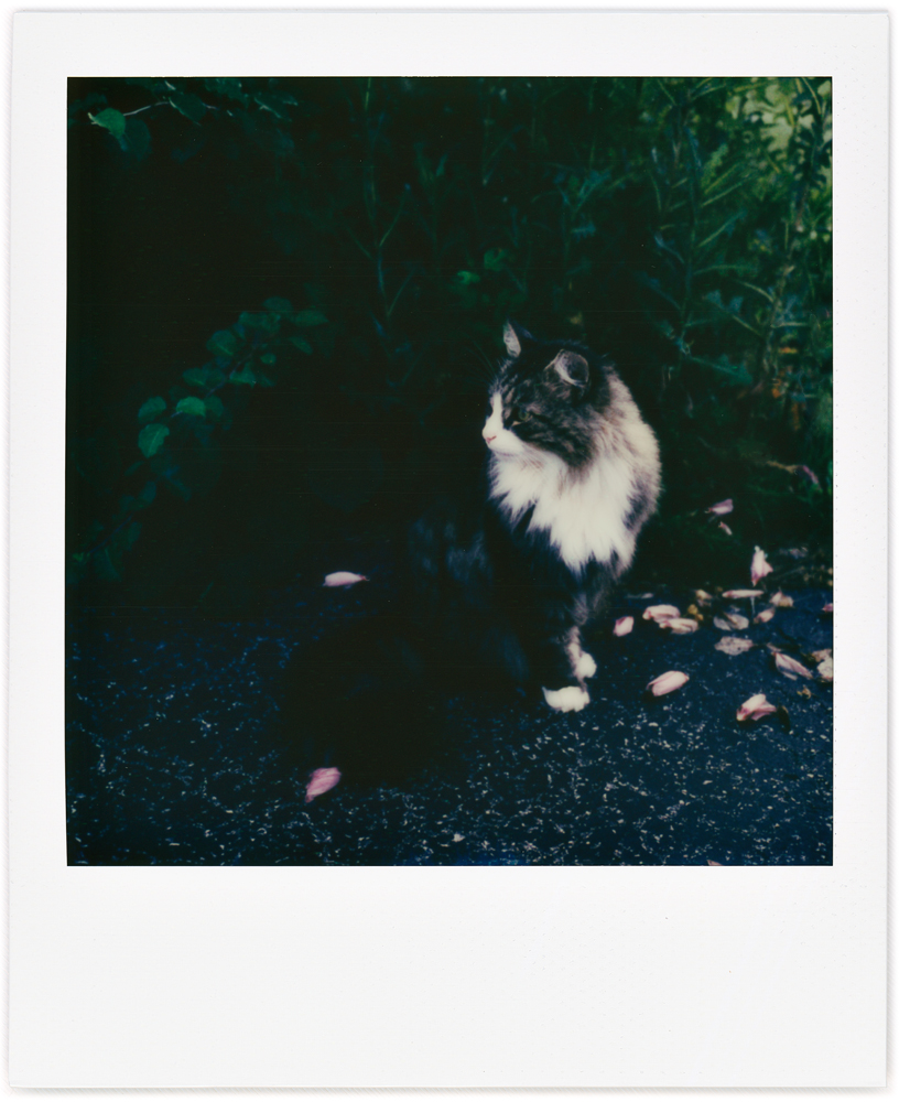 Polaroid snapshot of my longhaired cat Sneaky sitting on the asphalt driveway under the rose of sharon bushes looking over his shoulder in the morning.