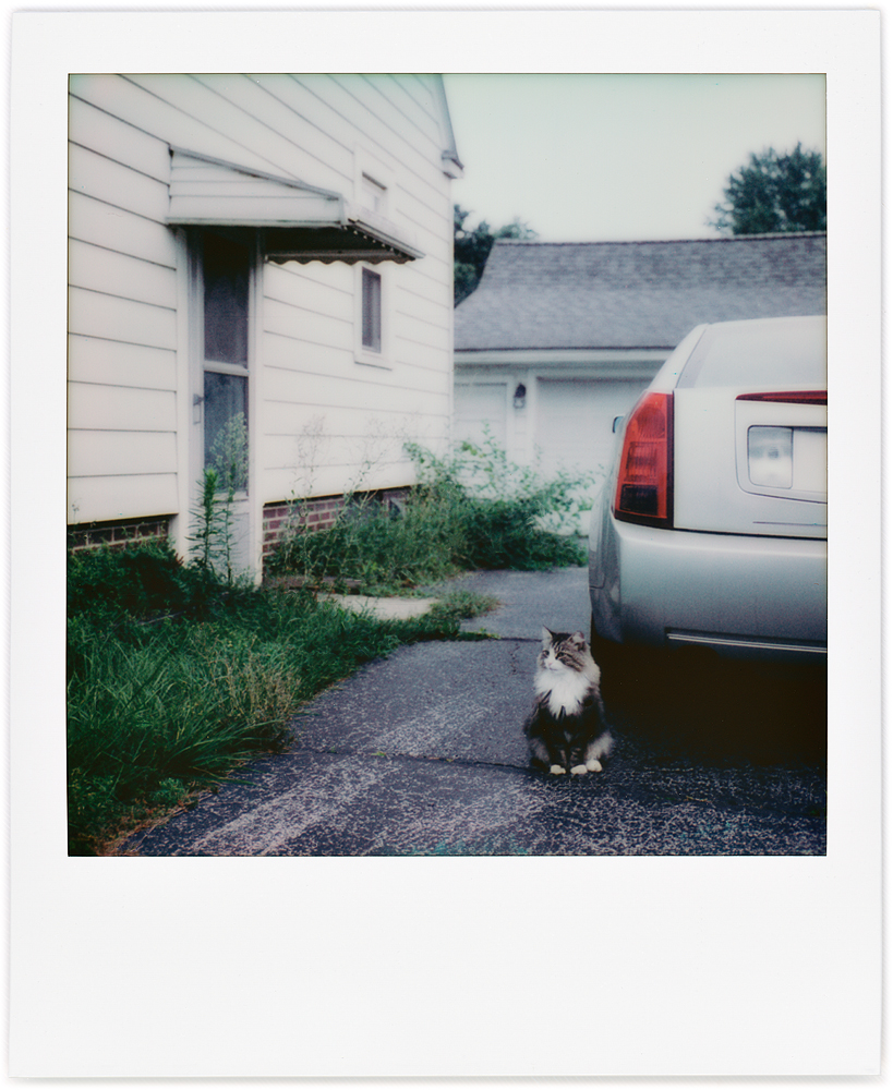 Polaroid snapshot of my longhaired cat Sneaky sitting on the driveway behind my Cadillac CTS early in the morning.