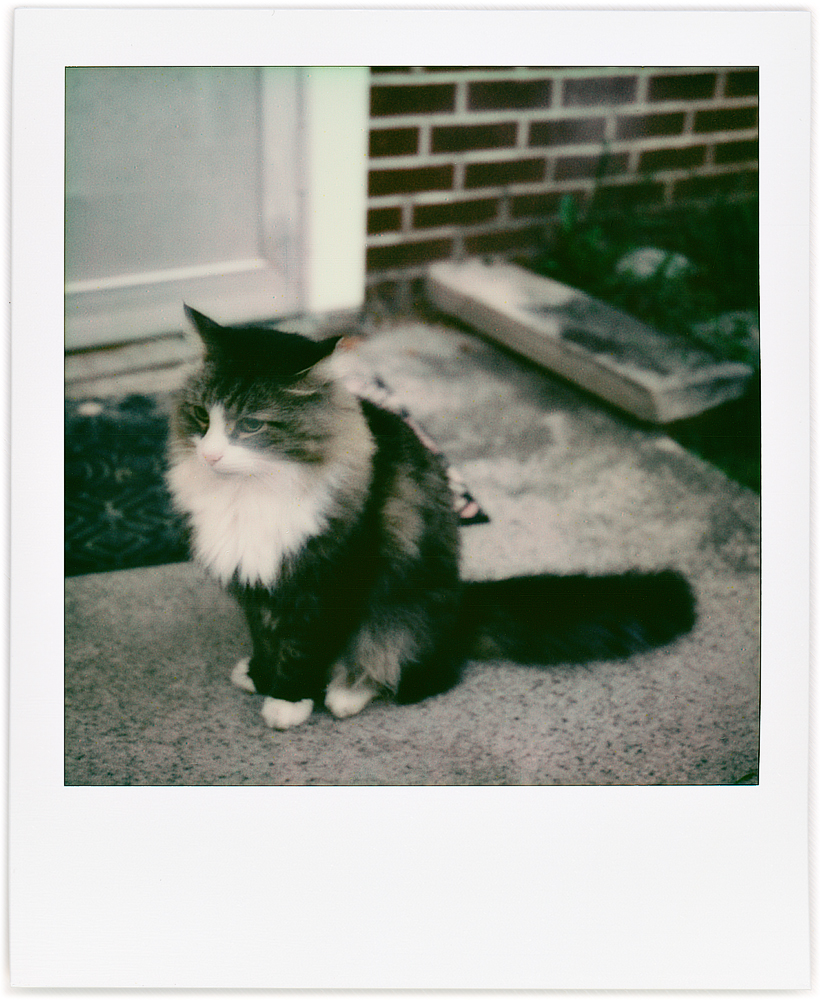 Polaroid snapshot of my longhaired cat Sneaky sitting on the doorstep with an impatient look on his face as he waits for me to let him inside the house.