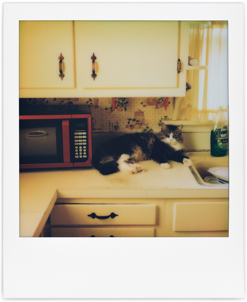 Polaroid snapshot of my longhaired cat Sneaky lying on the kitchen counter and staring at me while trying to get me to feed him.