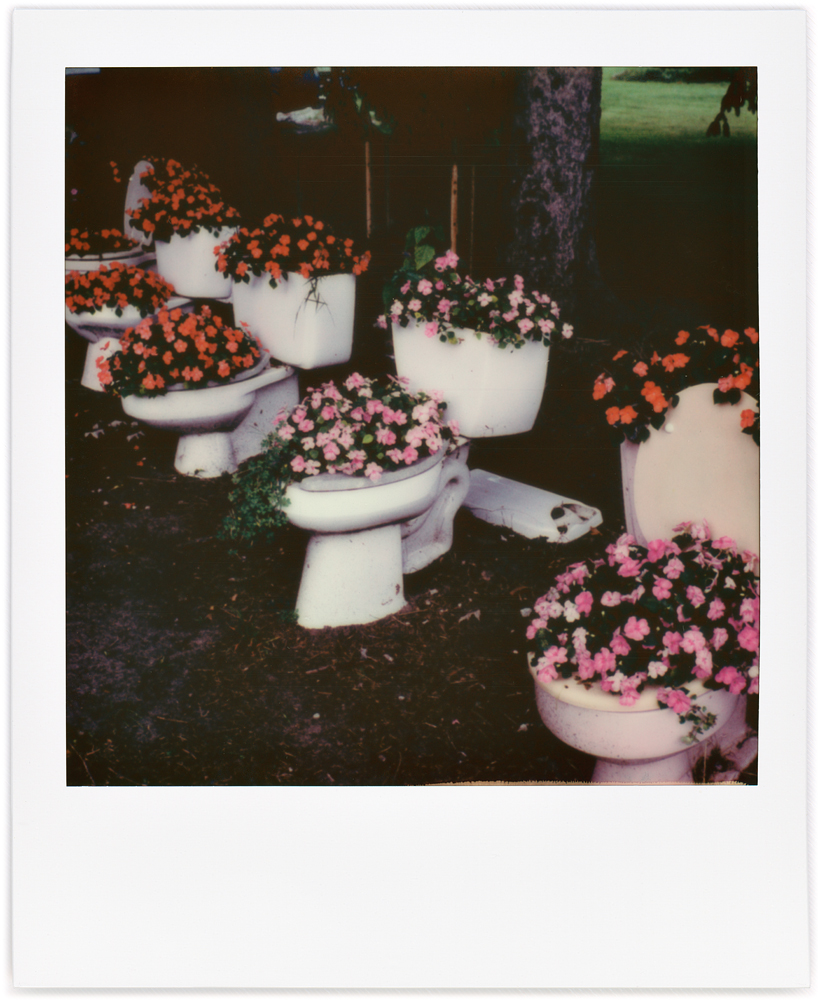 A Polaroid photo of several old toilets with flowers growing in them on Smith Road in rural Allen County, Indiana.