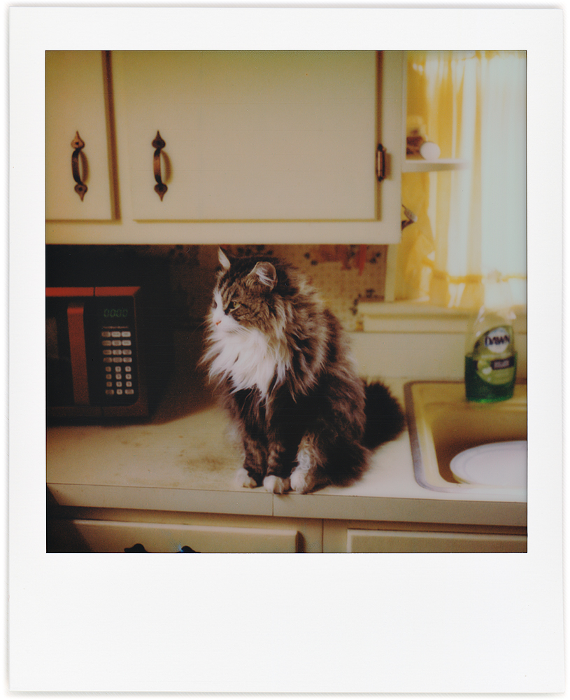 Polaroid snapshot of my longhaired cat Sneaky sitting on the kitchen counter.