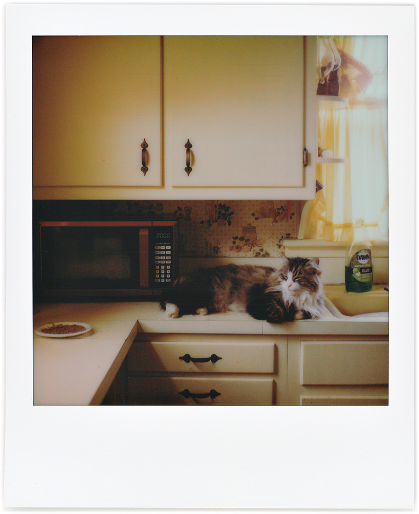 Polaroid snapshot of my longhaired tabby cat Sneaky laying on the kitchen counter.
