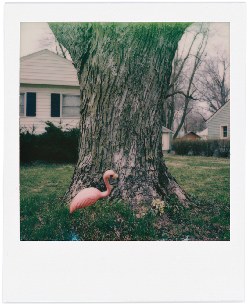 Polaroid snapshot of a pink plastic flamingo in front of a tree in my neighbors front yard on Tyrone Road in Fort Wayne, Indiana.