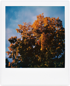 Fall Tree In My Neighborhood