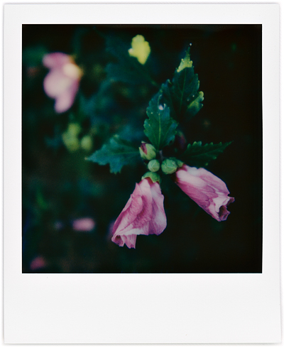 A series of Polaroid photographs of Rose of Sharon flowers.